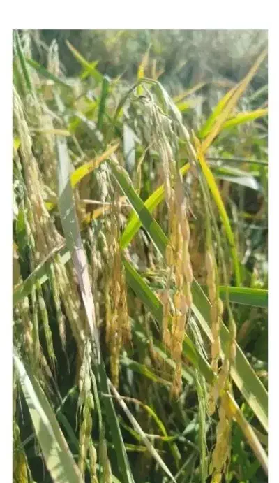 بذربرنج|بدلیجات|بروجرد, |دیوار