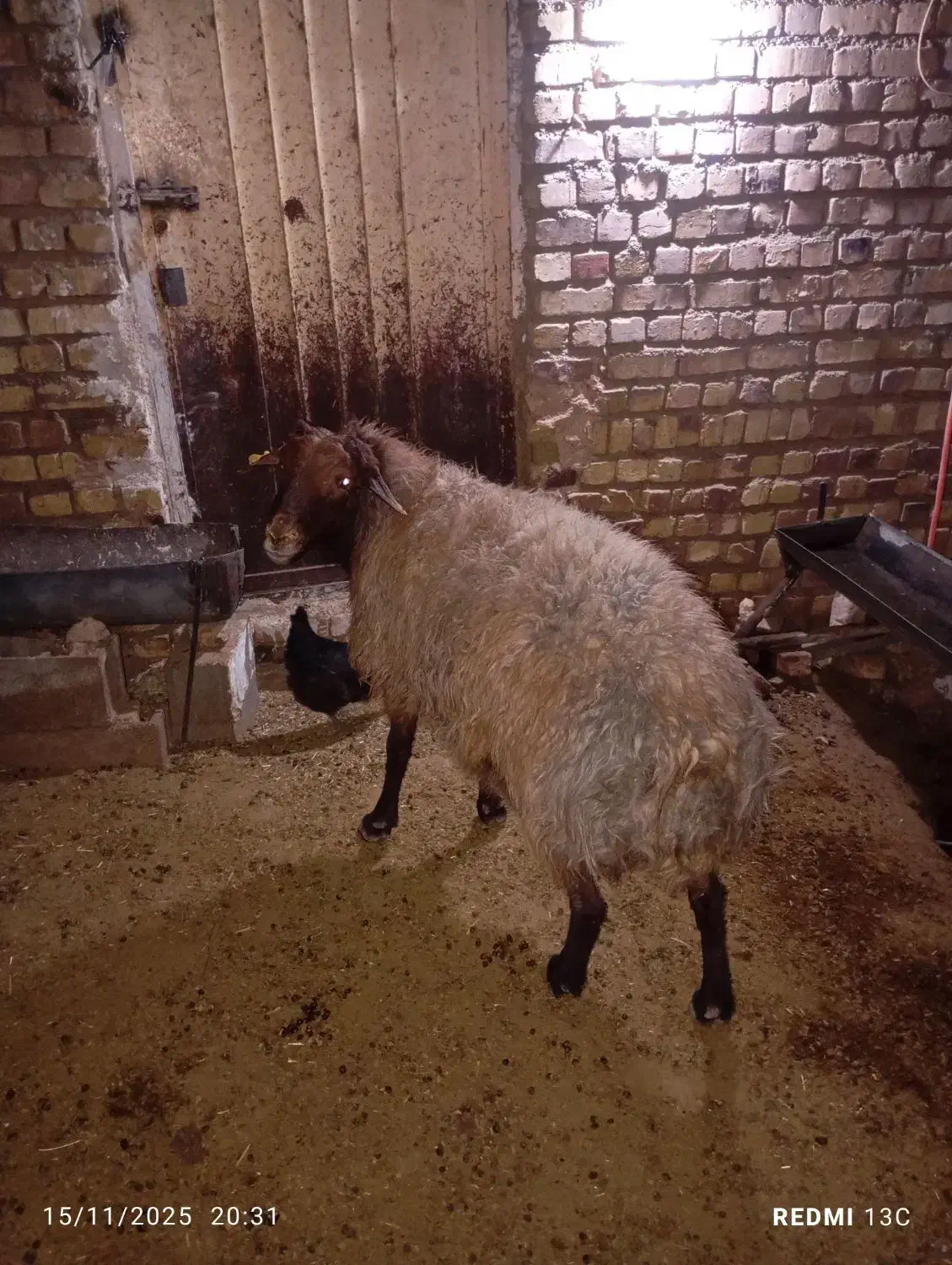 قوچه هترو|حیوانات مزرعه|صفی آباد, |دیوار