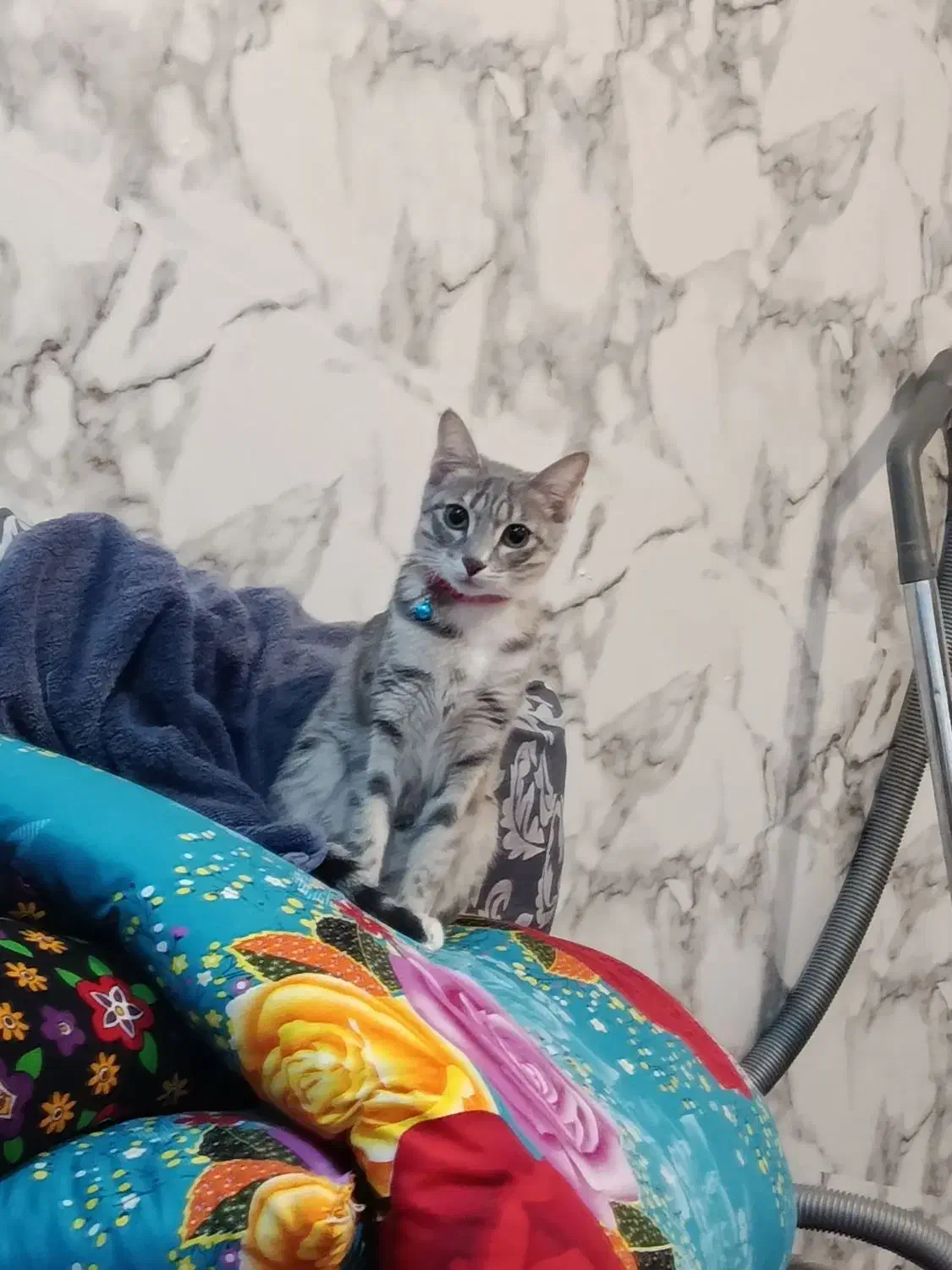 گربه خانگی یازده ماهه|گربه|اردبیل, |دیوار