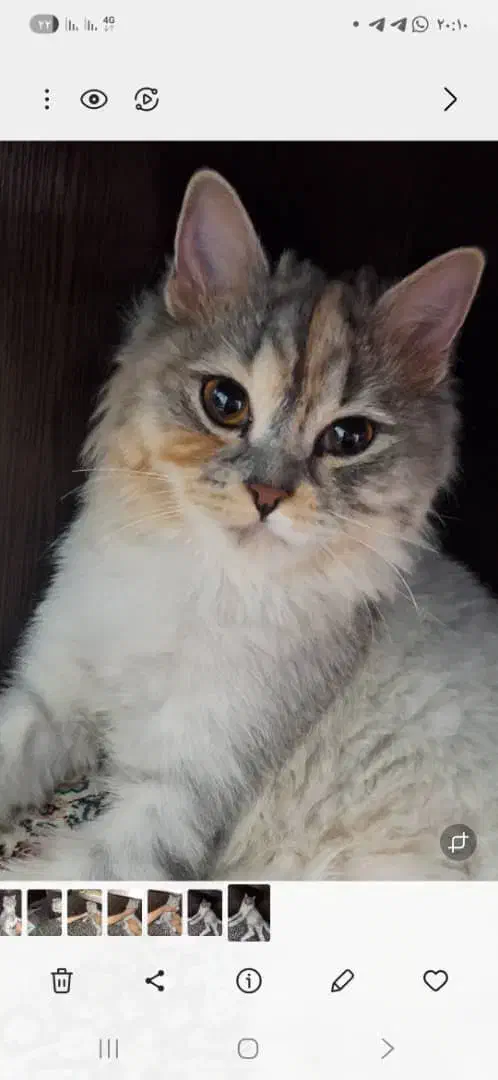 گربه برتیش|گربه|تهران, شهرک طالقانی|دیوار