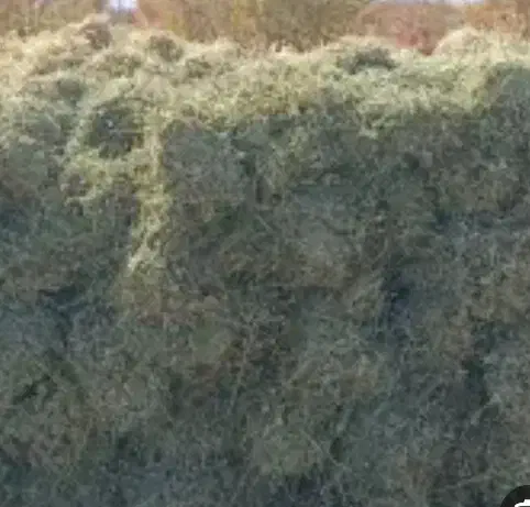 بیده دست پیچ|عمده‌فروشی|نگار, |دیوار