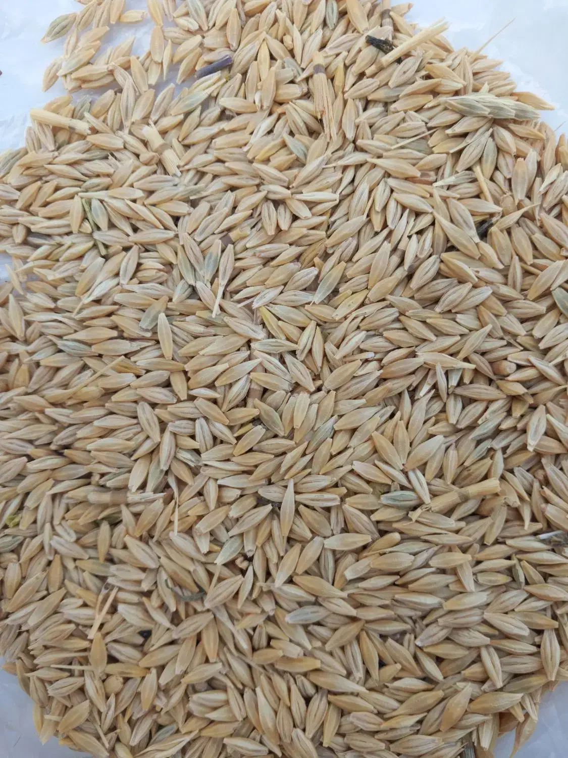 جو بذری|عمدهفروشی|کارزان, |دیوار