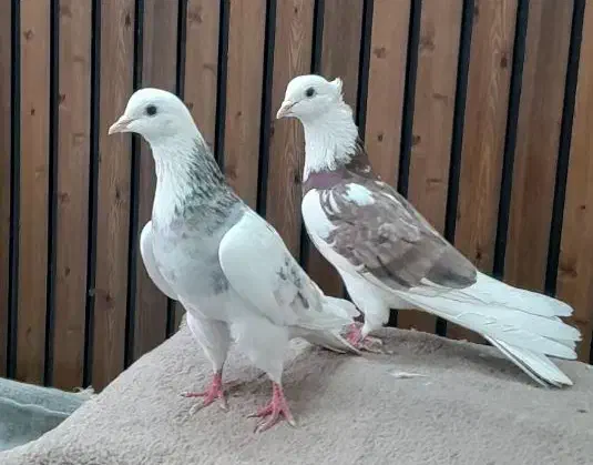 کفتر مایه پرشی ابلغ|پرنده|قم, سربخش|دیوار