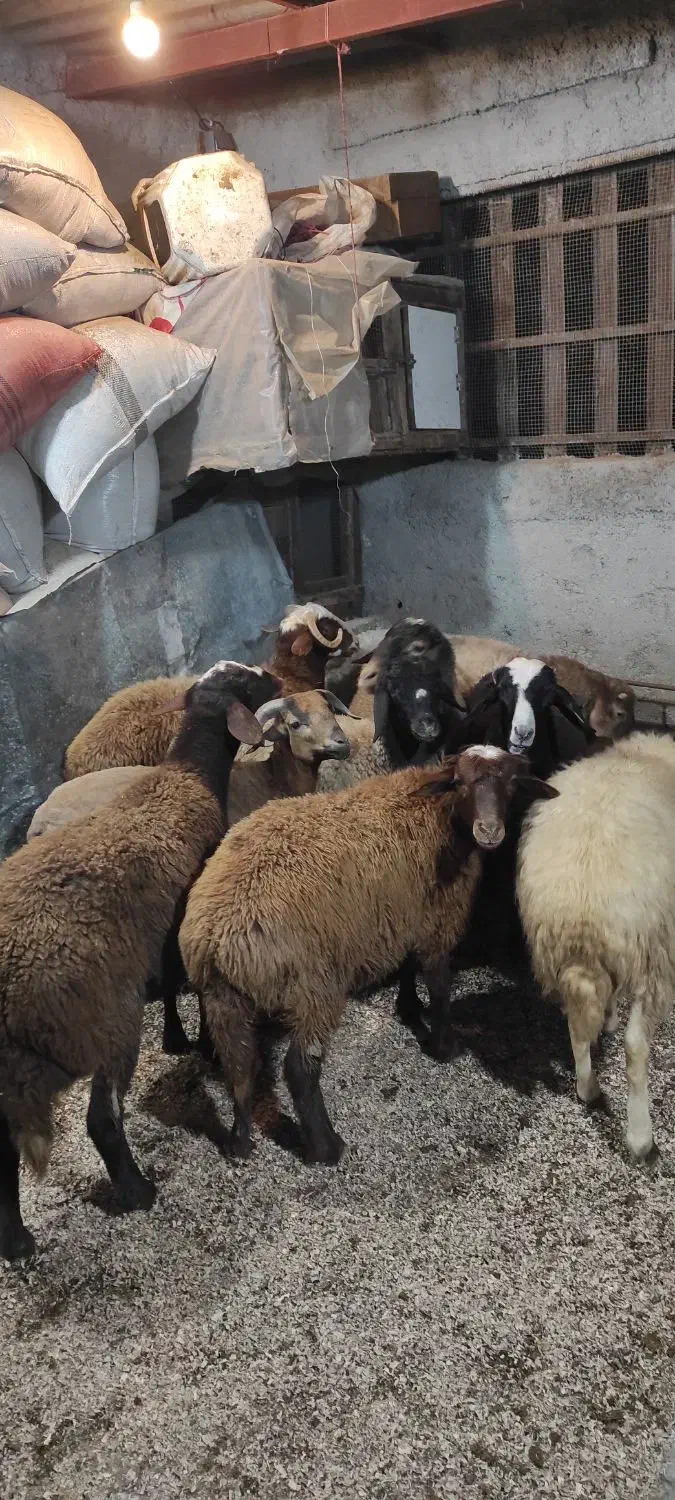 فروش بره گوسفند نر وماده|حیوانات مزرعه|رویان, |دیوار