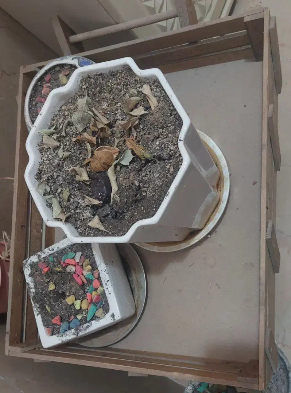 گاری شب یلدا مخصوص میوه|صنایع دستی و سایر لوازم تزئینی|قم, شاه احمد قاسم|دیوار