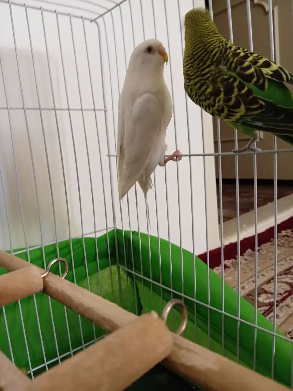 یک جفت مرغ عشق|پرنده|نیشابور, چمبران|دیوار