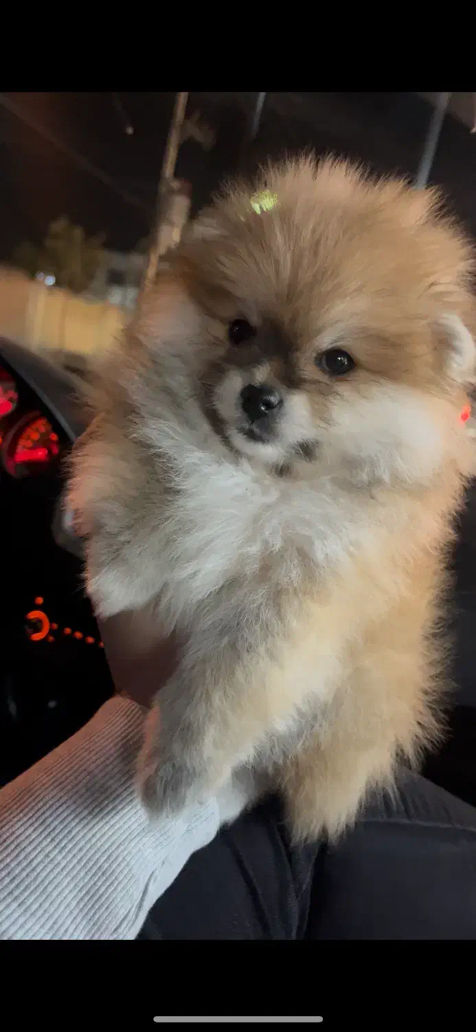 پامرخرسی جنسیت نر|سگ|مشهد, الهیه|دیوار