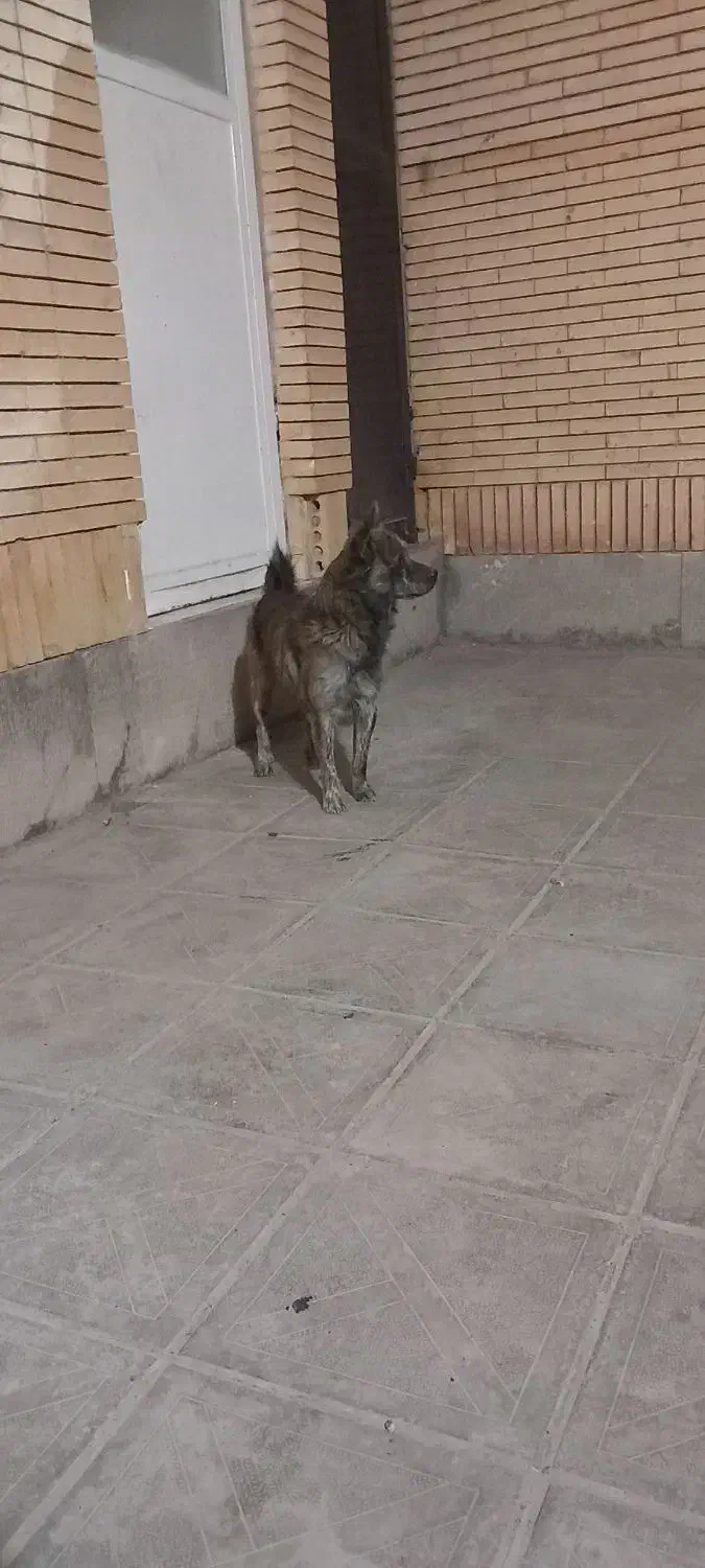 سگ فروشی|سگ|رفسنجان, |دیوار