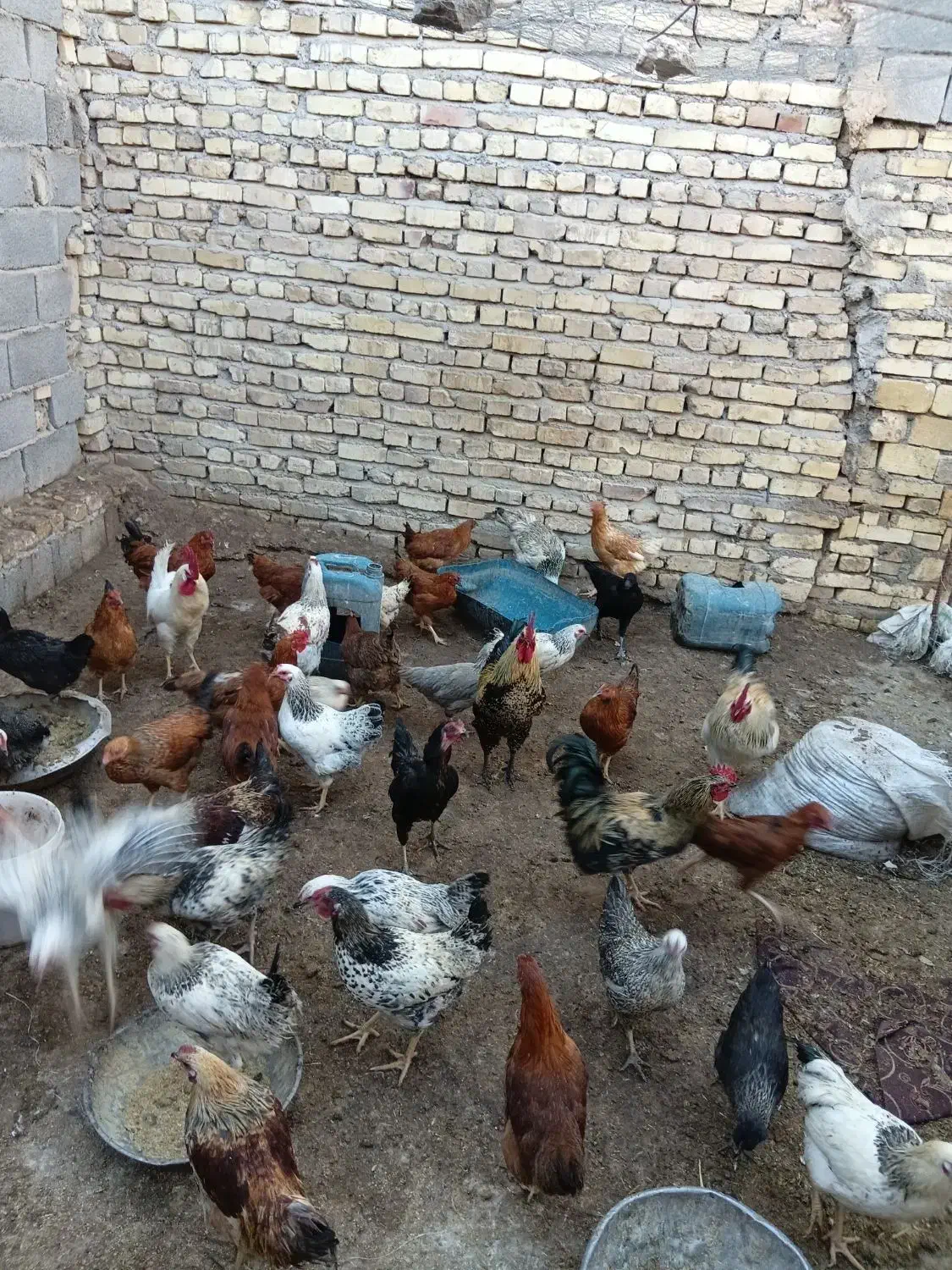 خروس محلی|حیوانات مزرعه|مهریز, |دیوار