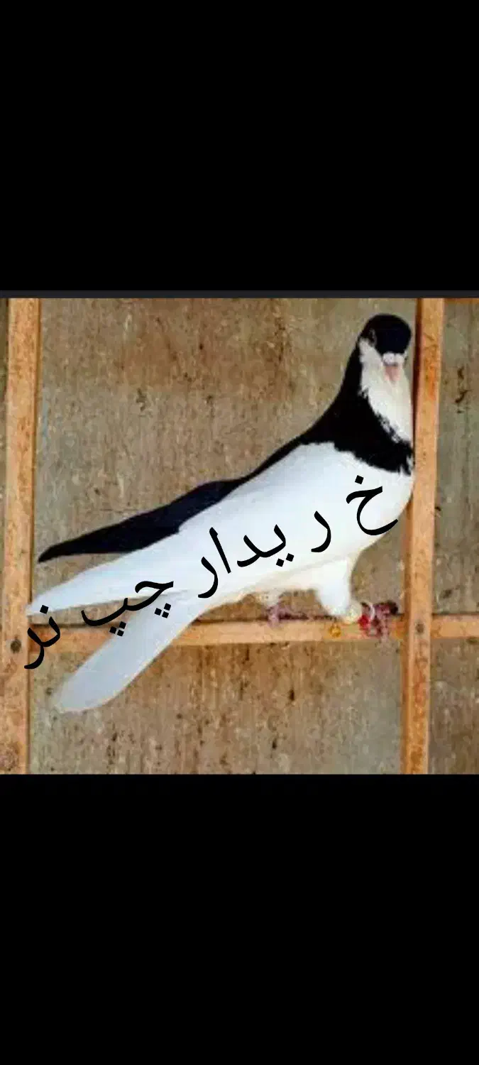 چپ و سیاه دم سفید|پرنده|شیراز, شیشه‌گری|دیوار