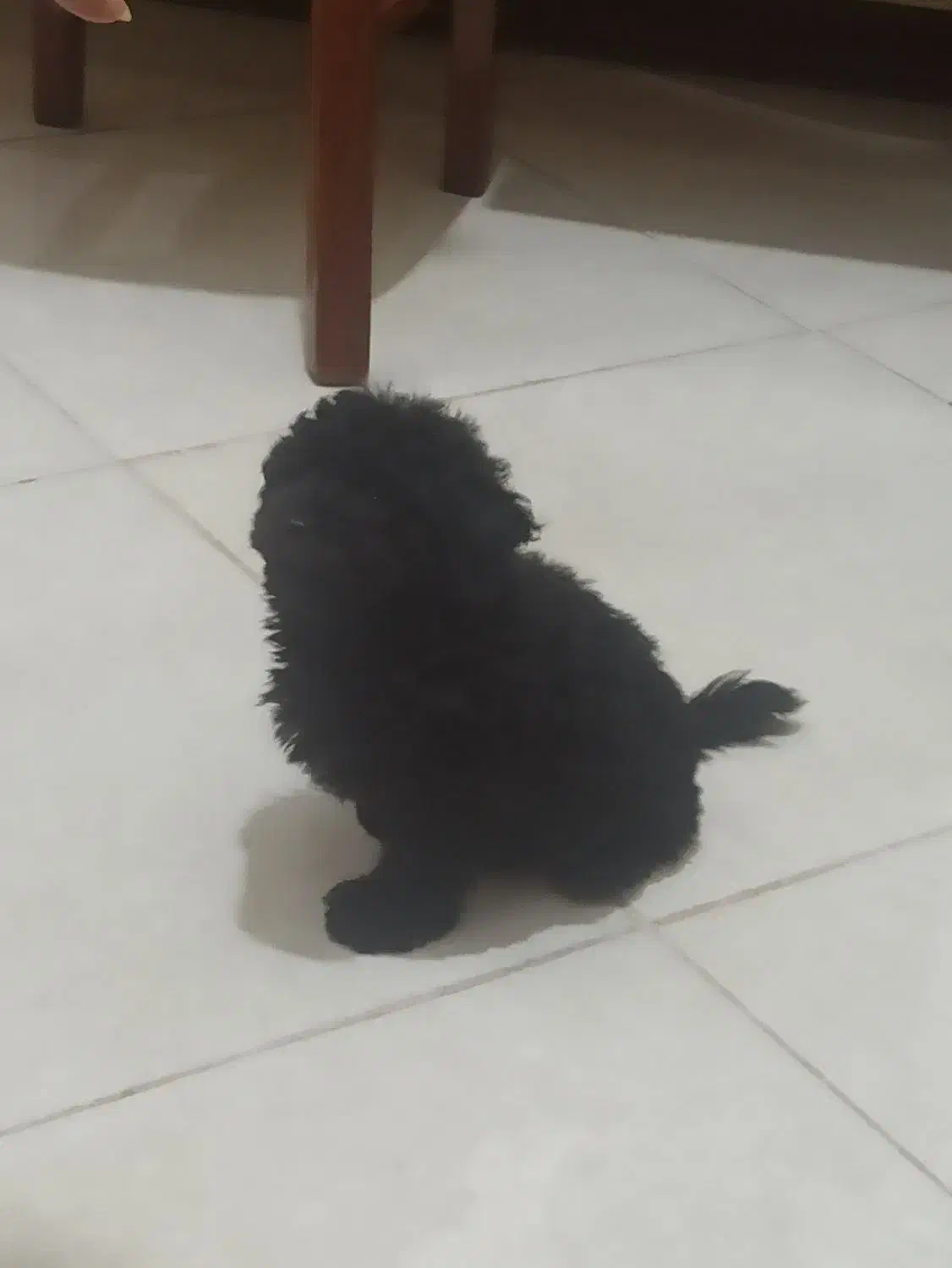 سگ پودل مشکی|سگ|کرج, مصباح|دیوار