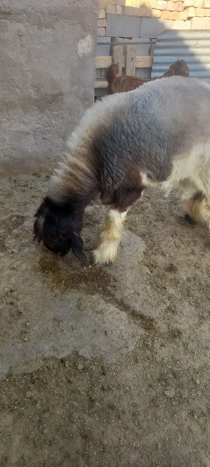 بره قوچی|حیوانات مزرعه|مرودشت, ژیان|دیوار