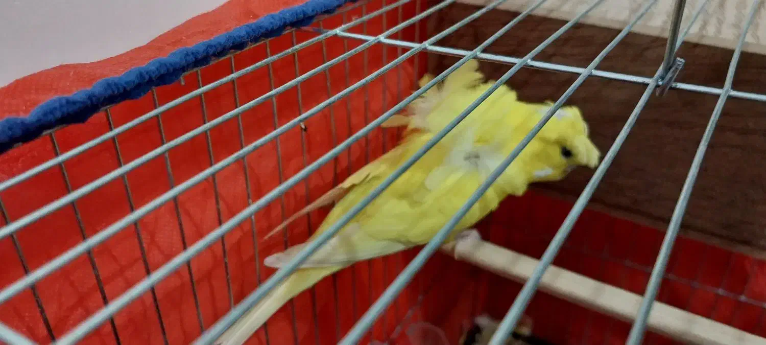 مرغ عشق پروانه ایی|پرنده|شوش, |دیوار