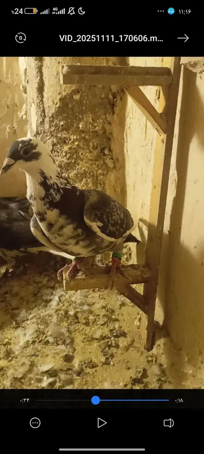 کفتر پرشی|پرنده|تربتحیدریه, پائین ولایت|دیوار