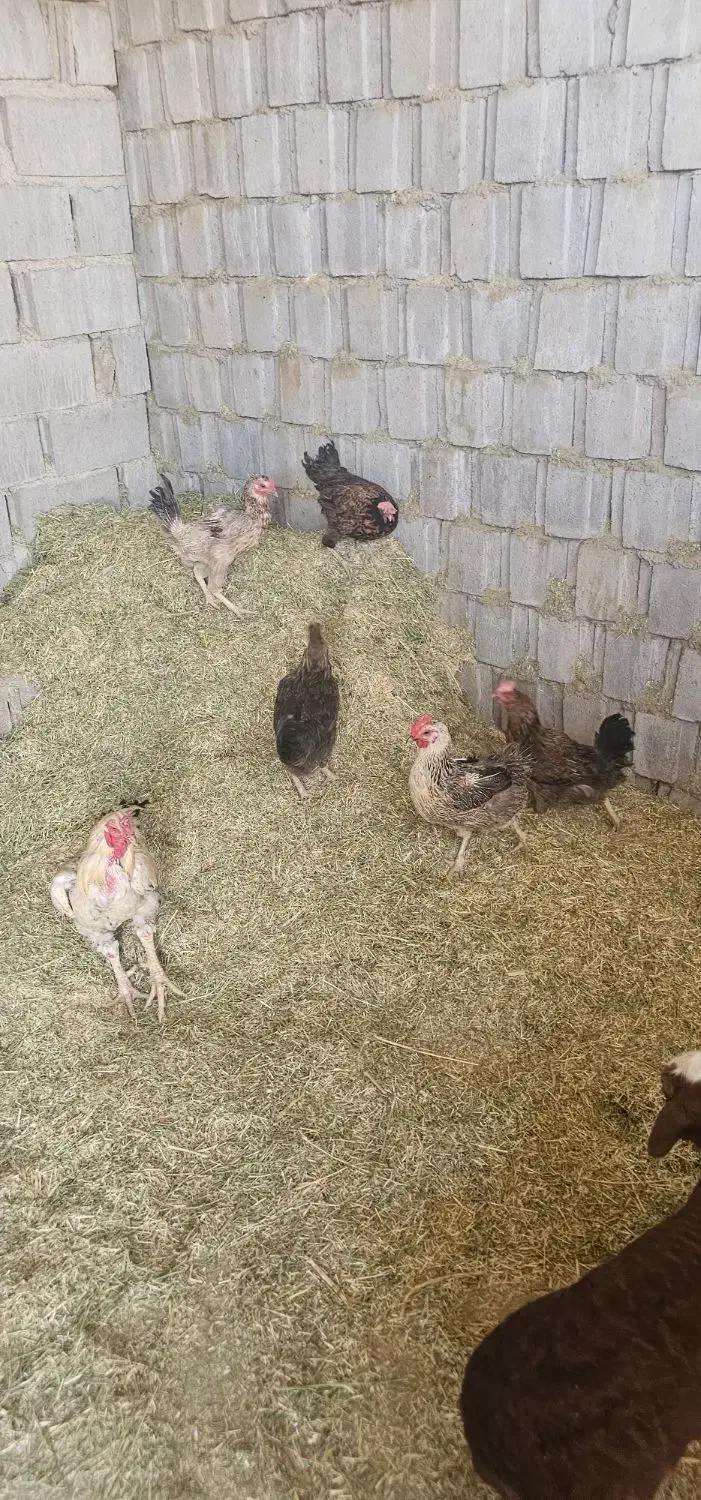 فروش مرغ خروس و غاز|حیوانات مزرعه|شیراز, گچی|دیوار