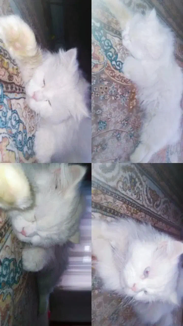 اجتماعی|اشیا|سنندج, |دیوار