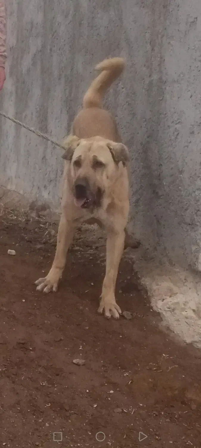 سگ عراقی|سگ|مشگین شهر, |دیوار