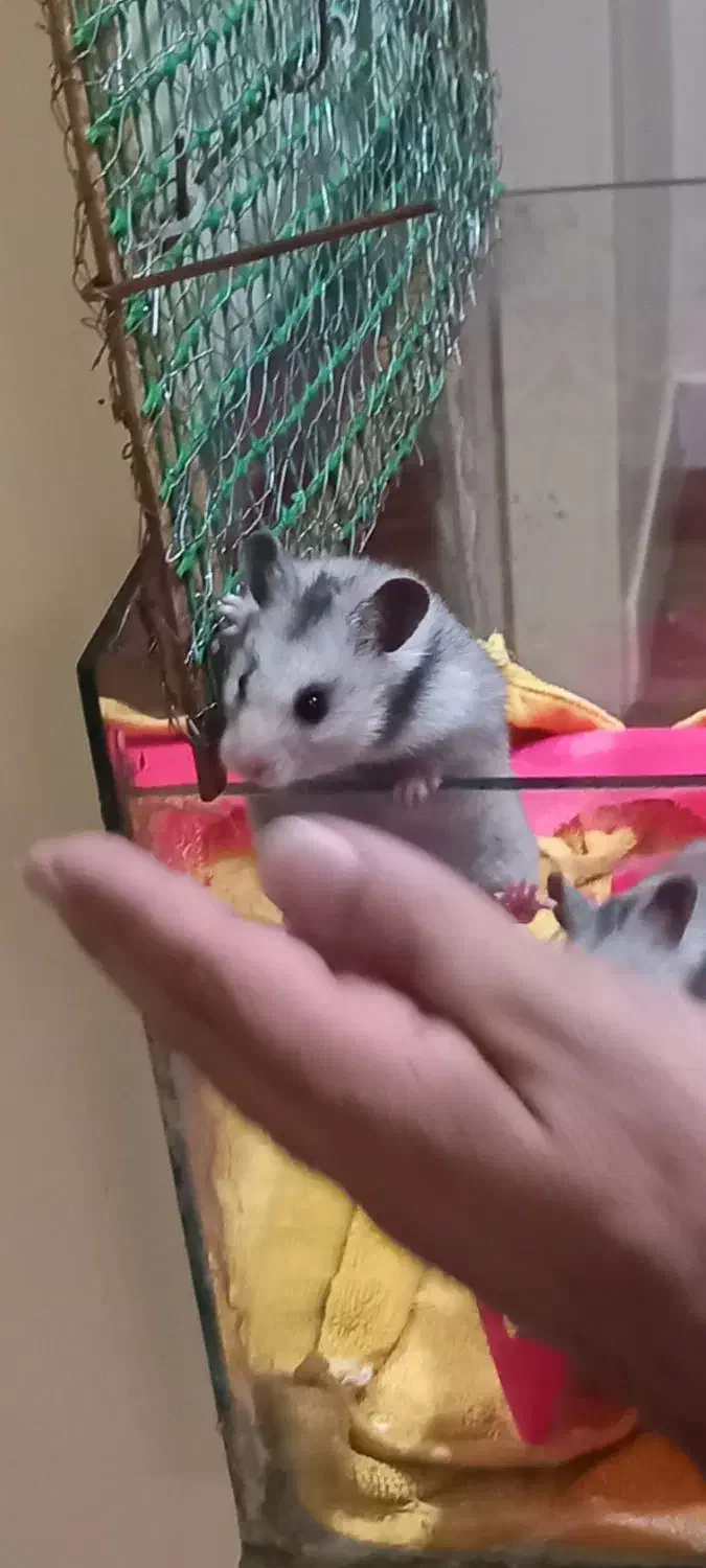 همستر دستی و بامزه ۳ تا فقط ۴۰۰|حیوانات مزرعه|زنجان, |دیوار