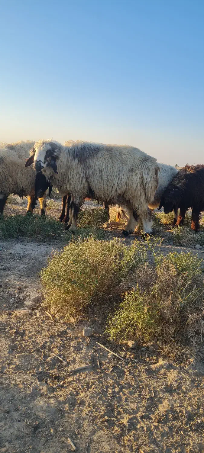 قوچ ترکی|حیوانات مزرعه|مرودشت, تامین اجتماعی‎|دیوار