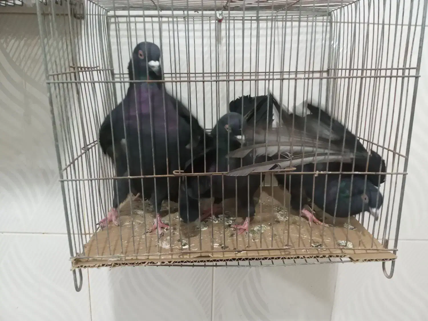 کبوتر به شرط بزن|پرنده|بستان آباد, |دیوار