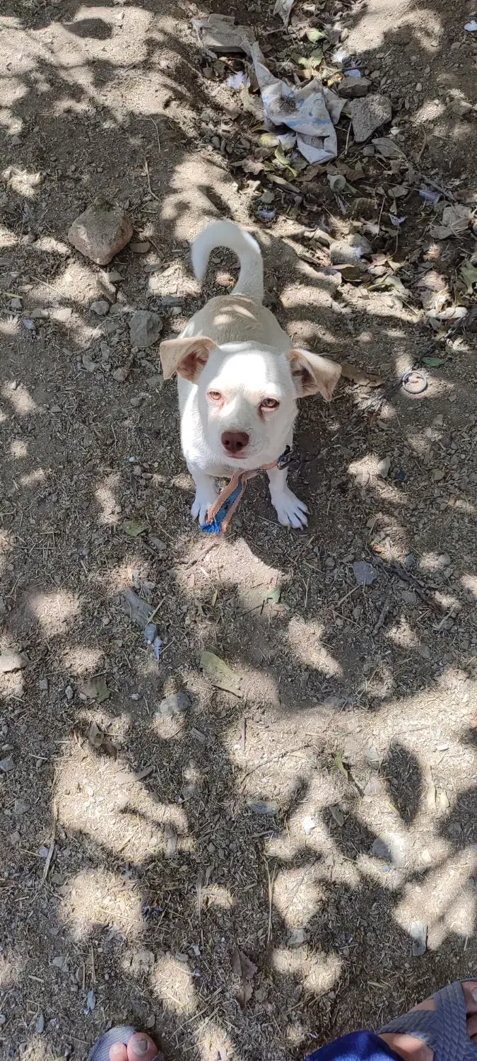 سگ پاکوتاه|سگ|اهواز, اهواز|دیوار