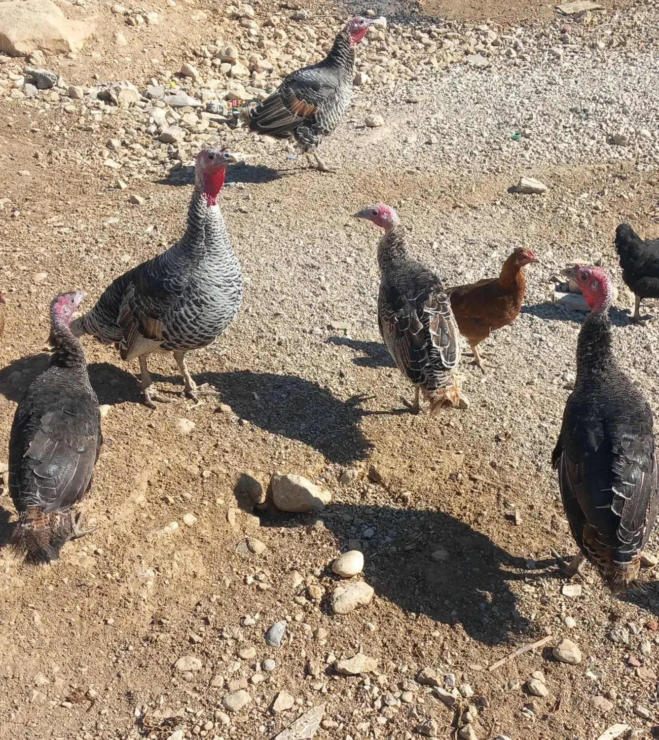 بوقلمون|حیوانات مزرعه|یاسوج, |دیوار