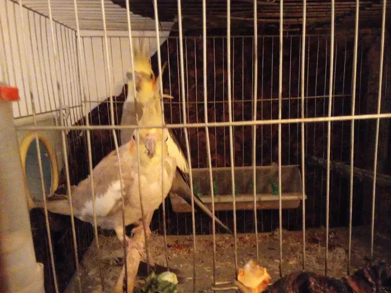 جفت عروس هلندی|پرنده|چترود, |دیوار