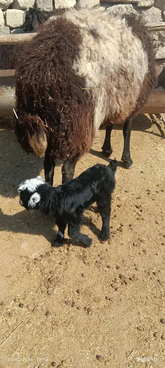 بره نر|حیوانات مزرعه|سیلوانه, |دیوار