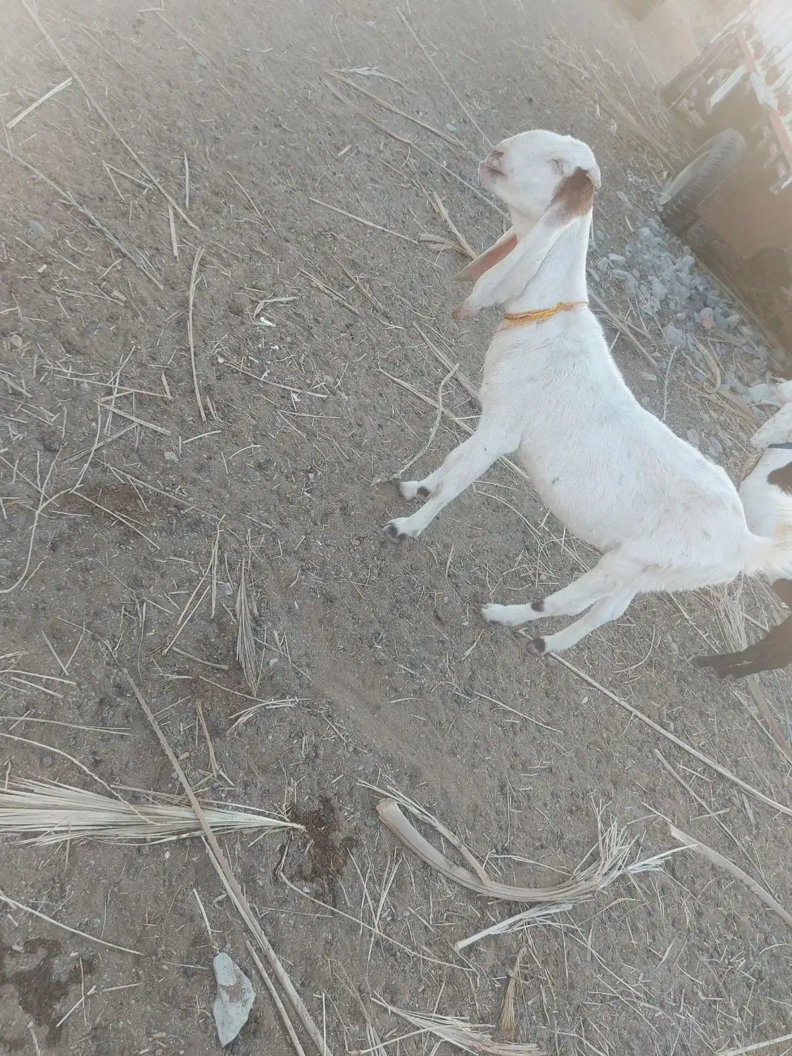 بزگلاب آبستن|حیوانات مزرعه|سراوان, |دیوار