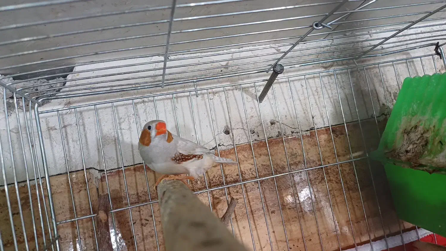 ف ، ن ،ج نر|پرنده|اندیمشک, |دیوار