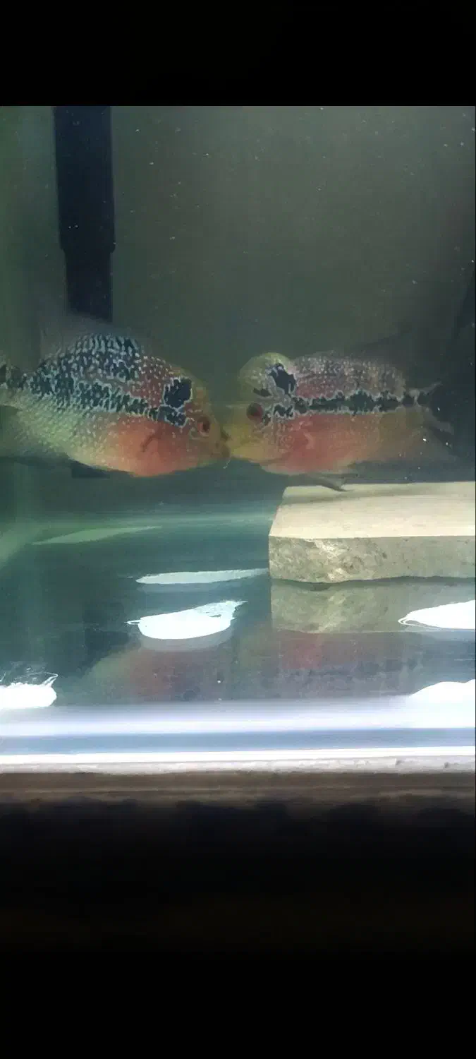 فلاوررددراگون|ماهی|سقز, |دیوار