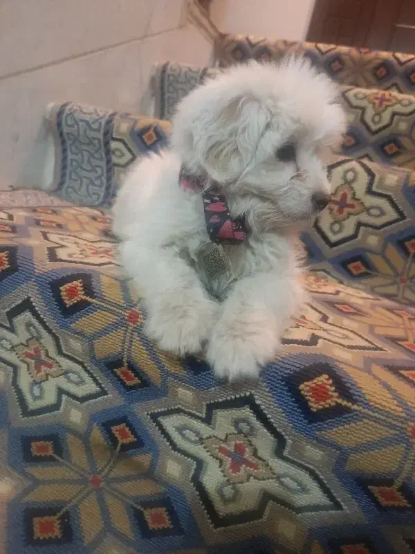 فروش سگ|سگ|یزد, |دیوار