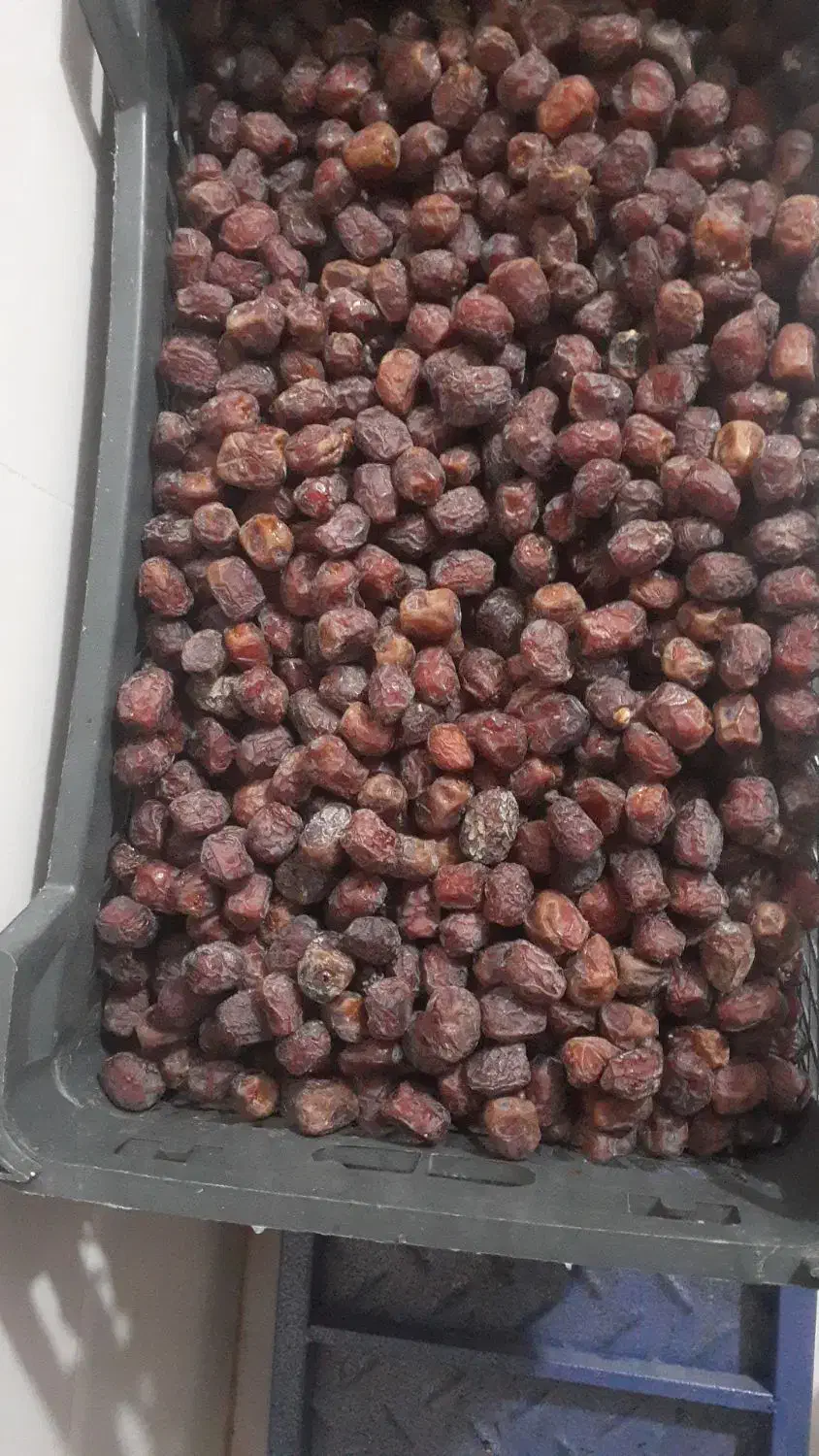 فروش خرمای آلوچه ای یا مرداسنگ در یزد|حراج|یزد, |دیوار