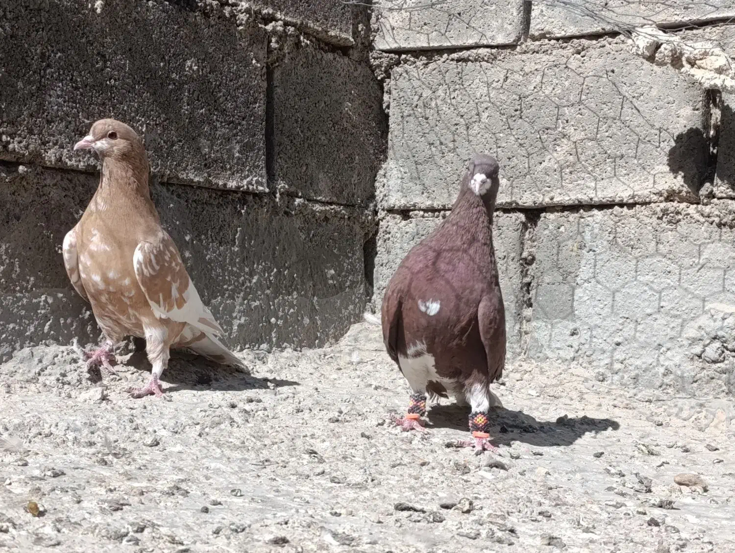 کفتر شهری و...|پرنده|ارژن, |دیوار