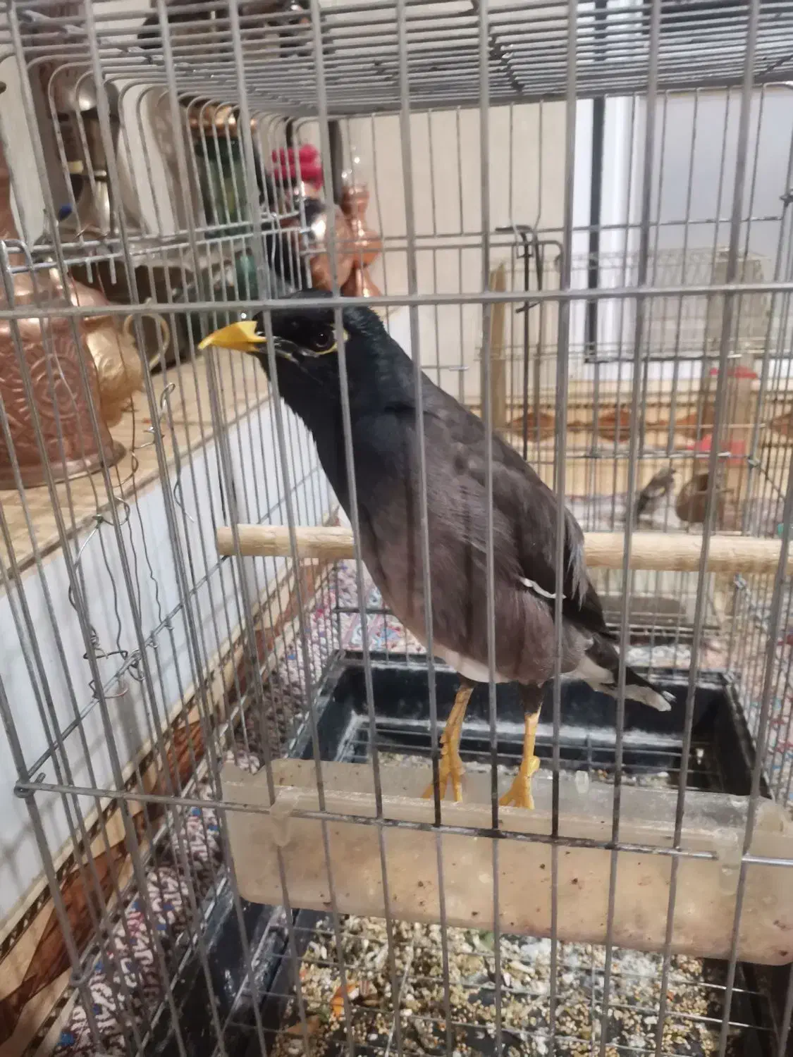 مرغ مینا|پرنده|رودهن, |دیوار