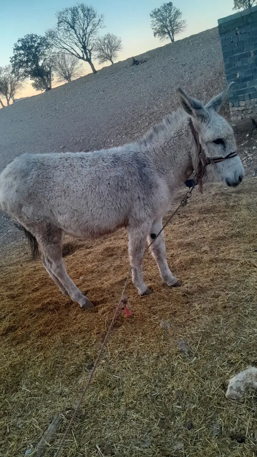 الاغ|حیوانات مزرعه|اسلام‌‌آباد غرب, |دیوار