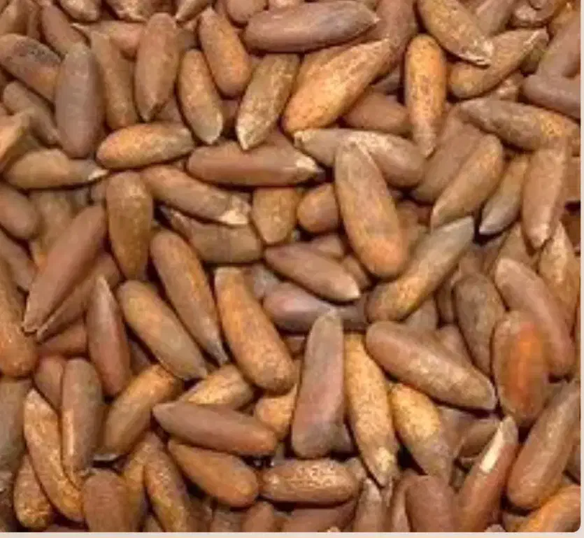 چلغوز درجه یک|خوردنی و آشامیدنی|مشهد, امام رضا (ع)|دیوار