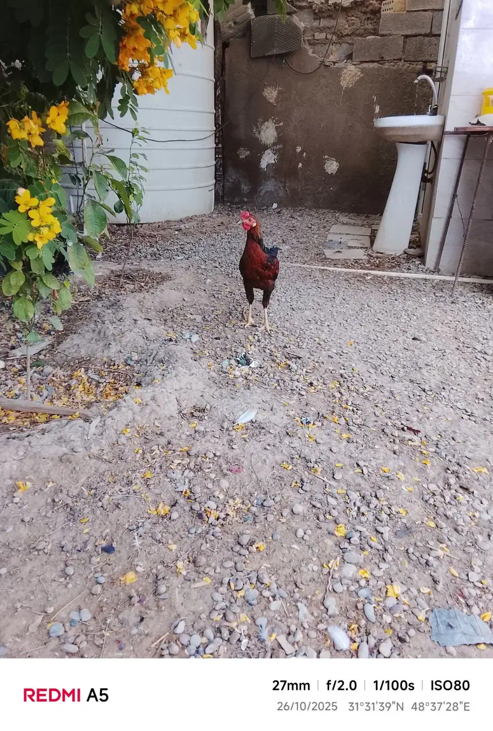 مورغ‌و‌خروس‌شرته‌سالم‌وبدون‌عیب|حیوانات مزرعه|اهواز, کیانشهر|دیوار