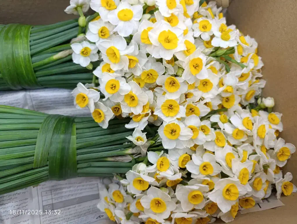 گل نرگس|گل و گیاه طبیعی|بیرجند, |دیوار