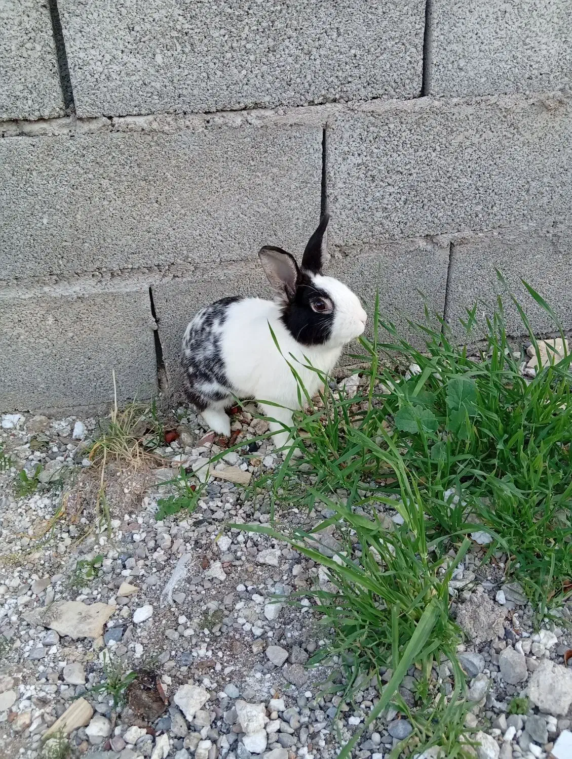 خرگوش‌نر|موش و خرگوش|مسجد سلیمان, |دیوار