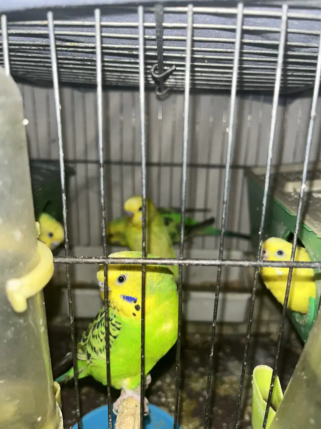 مرغ عشق|پرنده|تهران, ائمه اطهار|دیوار