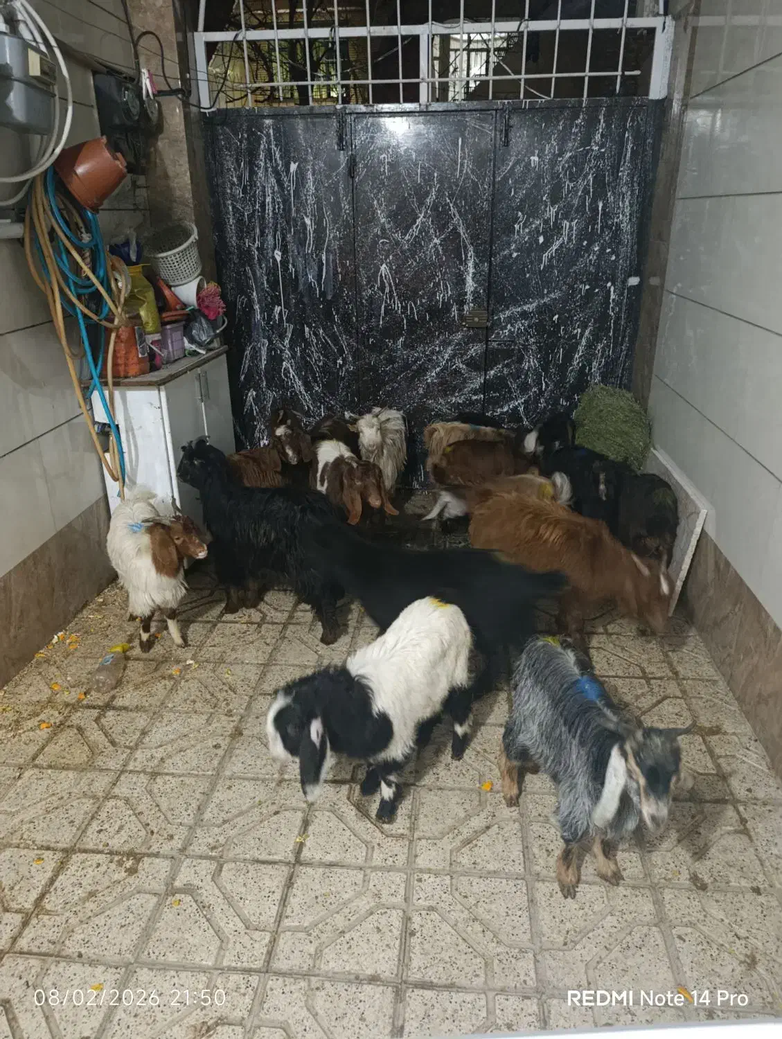 بزغاله|حیوانات مزرعه|مشهد, پنجتن|دیوار