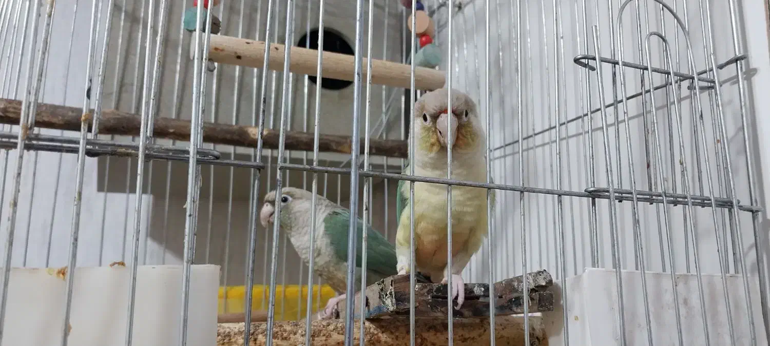 طوطی گرینچک|پرنده|پاکدشت, پاکدشت (مامازند)|دیوار