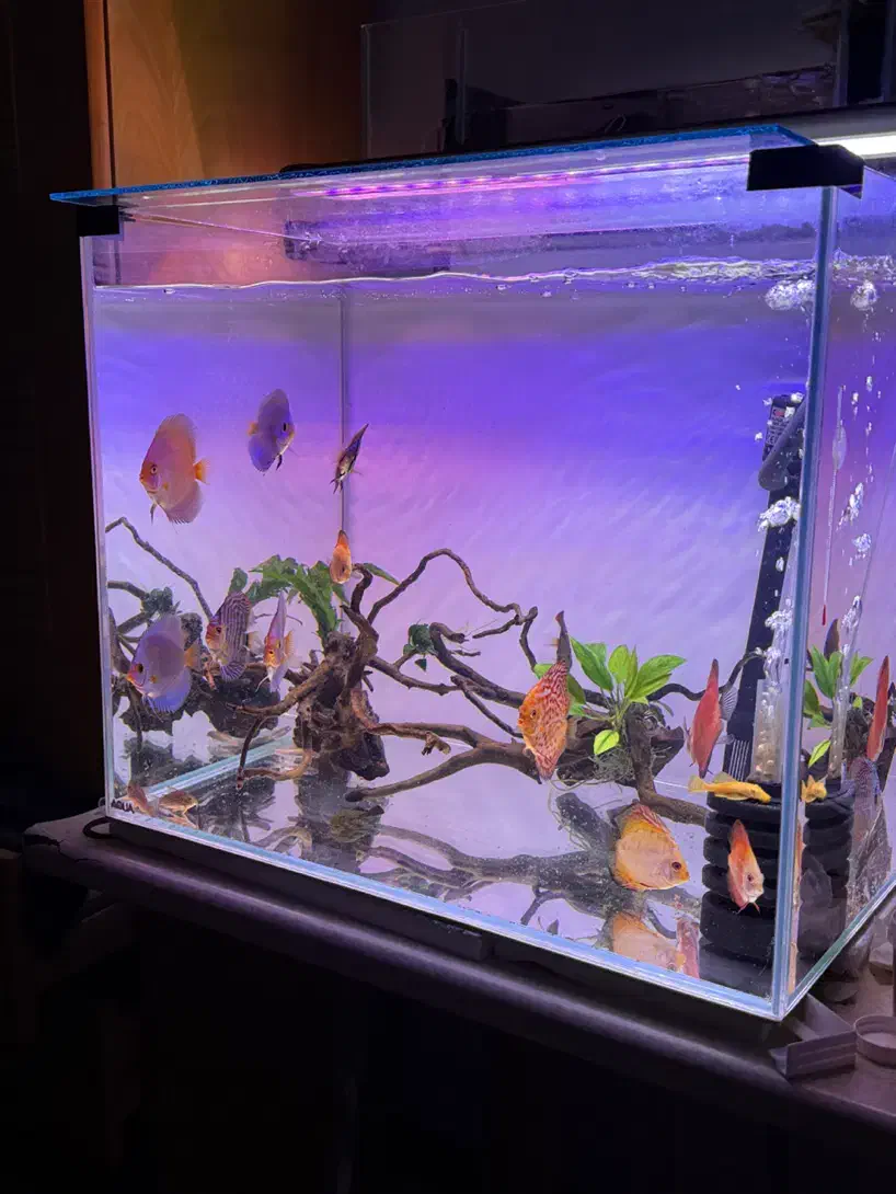 اکواریوم +۱۲دیسکس|ماهی|کرمان, |دیوار