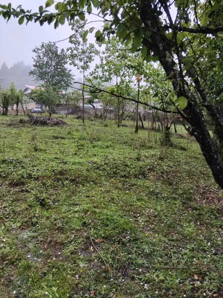 فروش زمین مسکونی در  پونل /  دوران|فروش زمین و ملک کلنگی|رضوانشهر, |دیوار