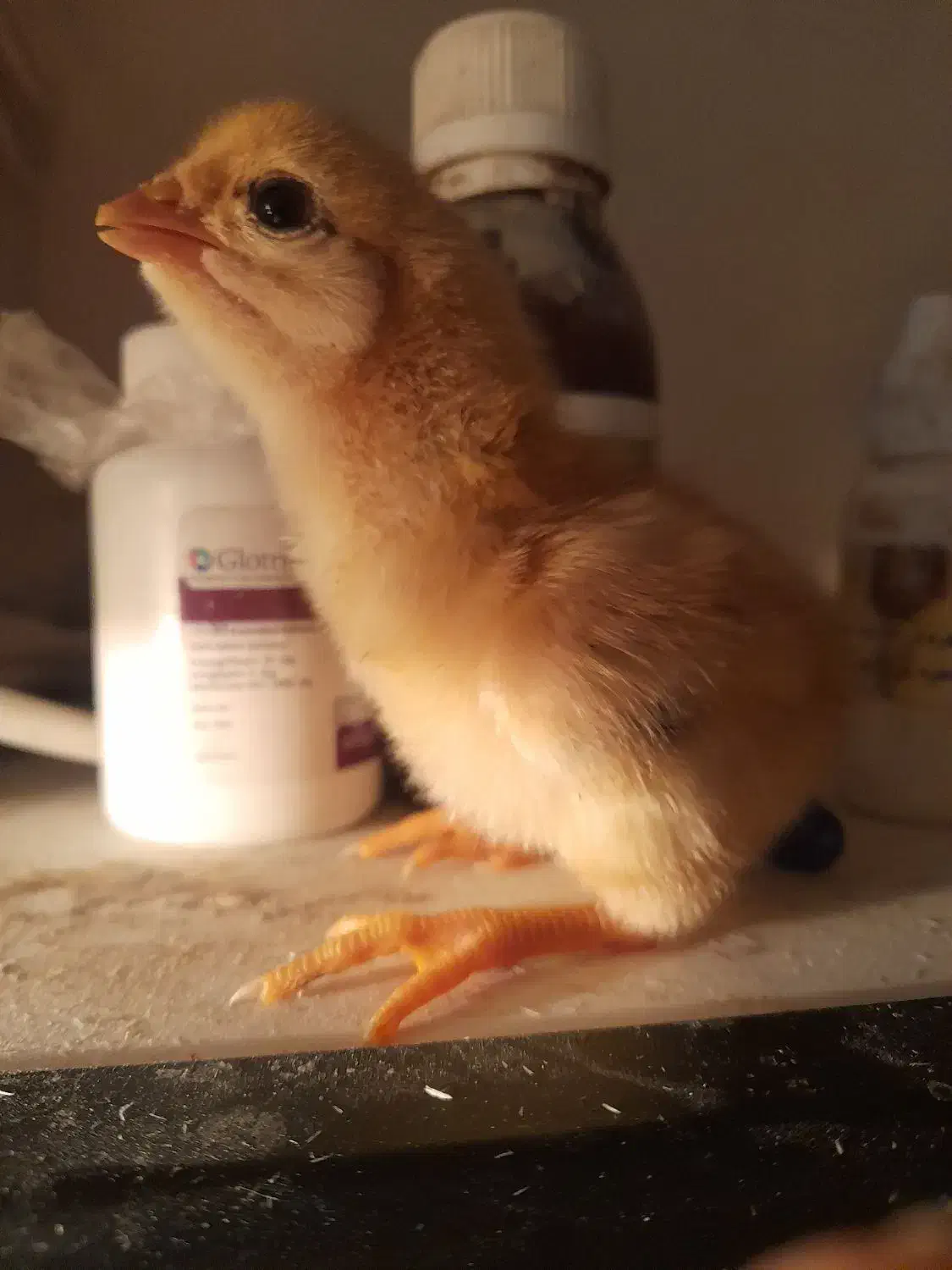 فروش جوجه های ۱۴ روزه لاری و برهمای اصیل با کیفیت|حیوانات مزرعه|رشت, چمارسرا|دیوار