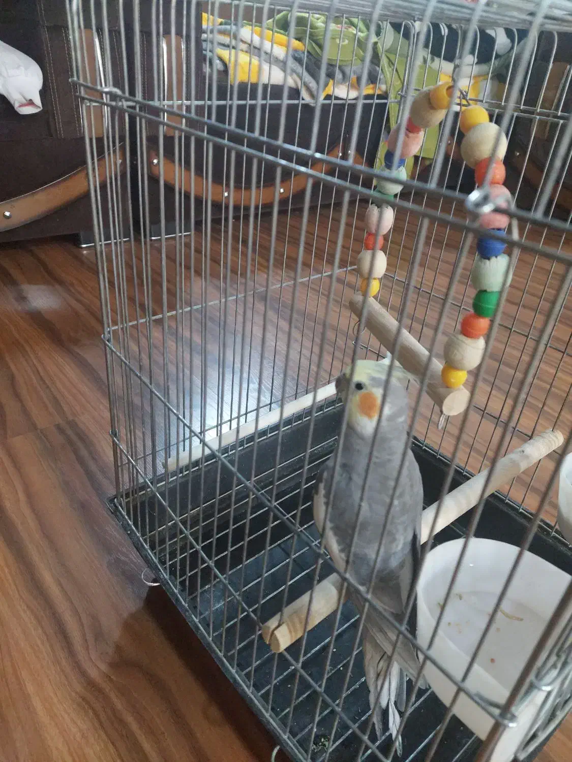 عروس هلندی|پرنده|کرج, باغستان|دیوار