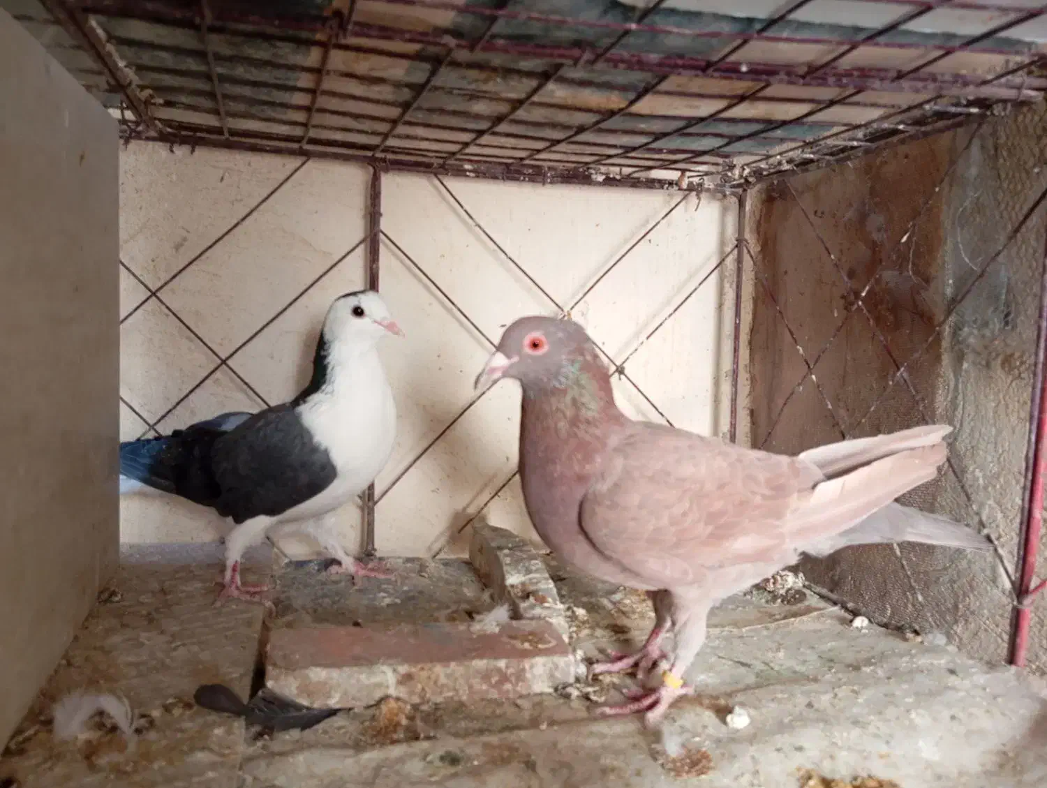 دمگیر پلاکی دولت اباد|پرنده|برخوار, |دیوار