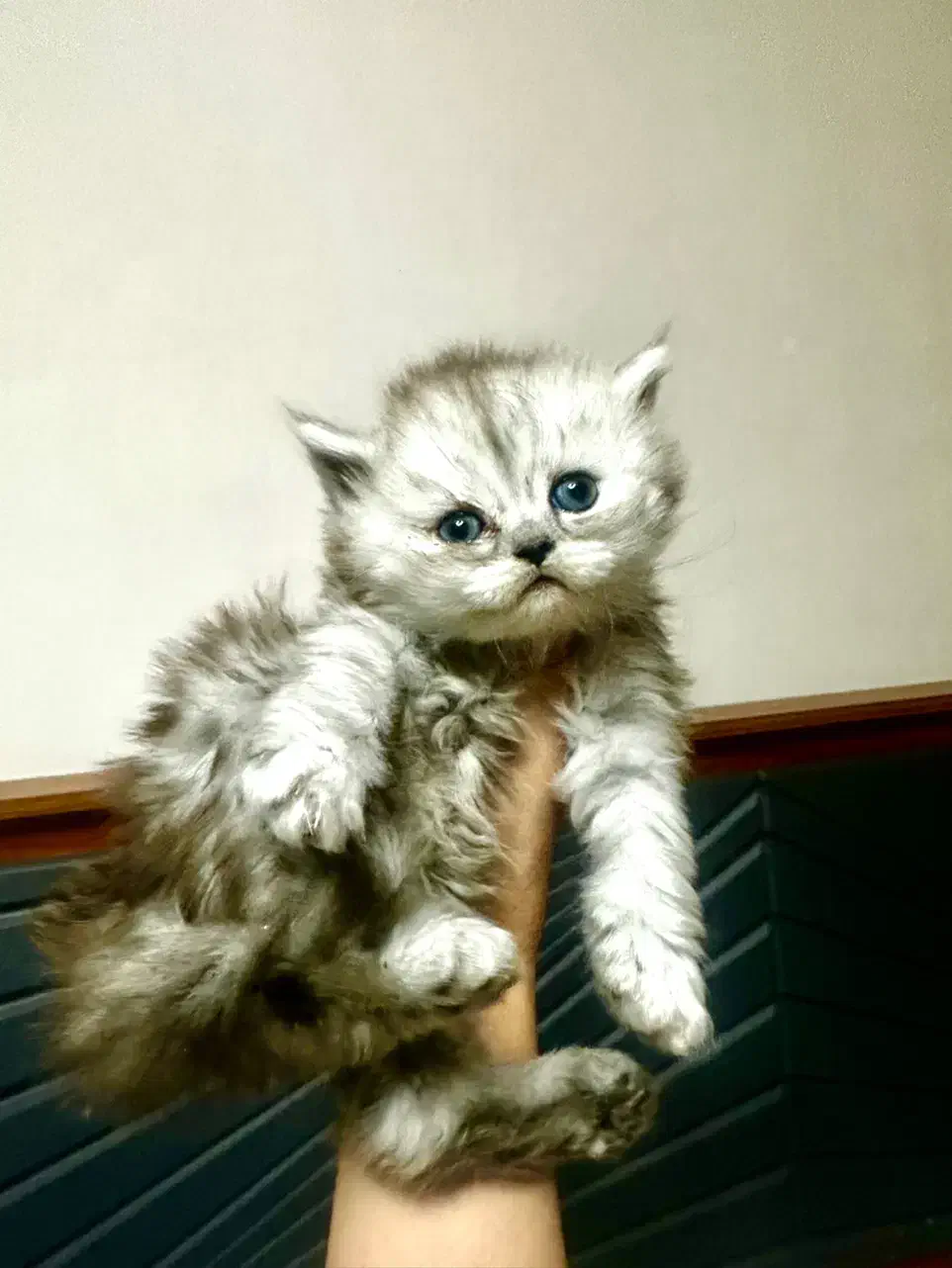 بچه گربه دختر اسکاتیش|گربه|تهران, بلوار کشاورز|دیوار