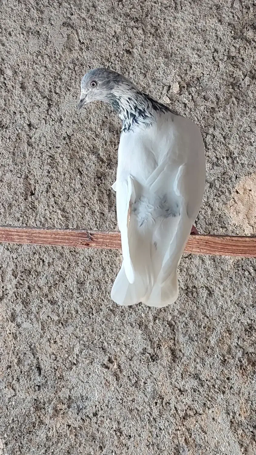 چندتاکبوترخوب|پرنده|بندرعباس, |دیوار